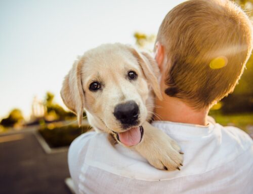 Aprobada la ley que regula el cuidado de las mascotas en las crisis matrimoniales